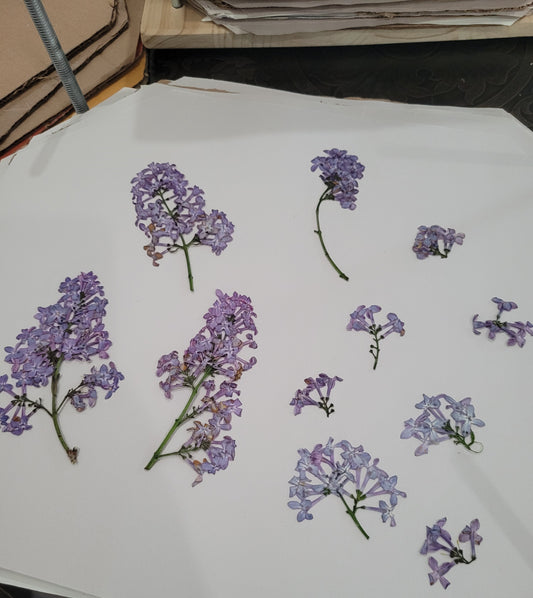 Methods of Flower Preservation