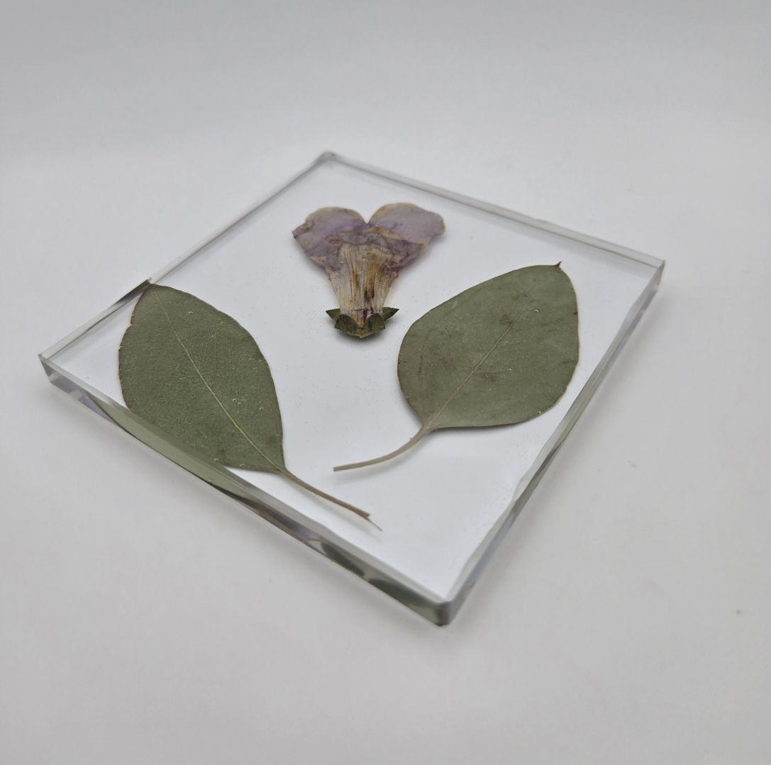 Snapdragon with Eucalyptus Square Coaster Set