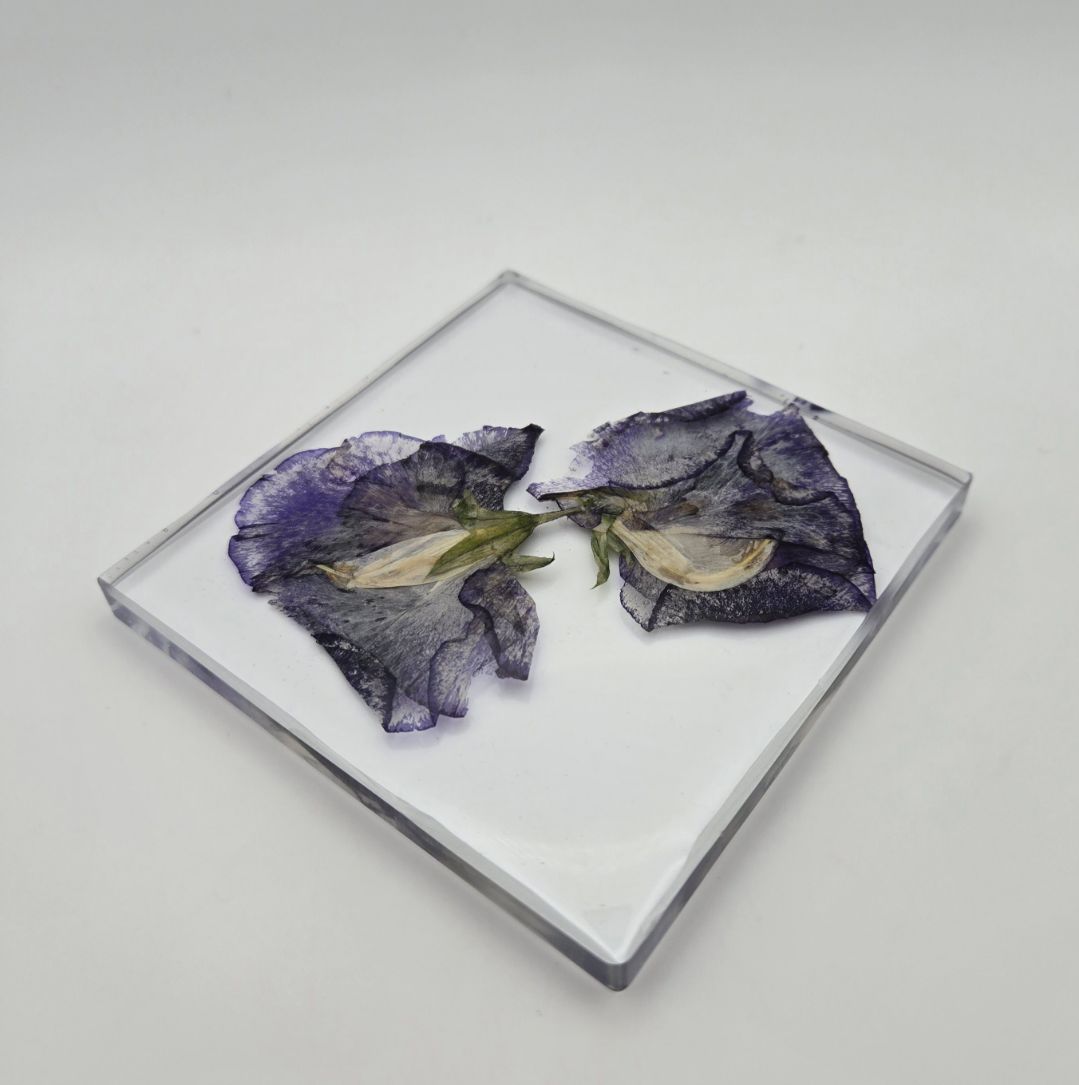 Simple Sweet Pea Square Coaster Set