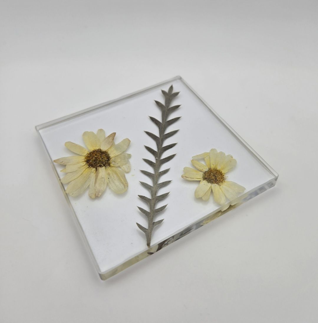 Yellow Creeping Zinnia Square Coaster Set