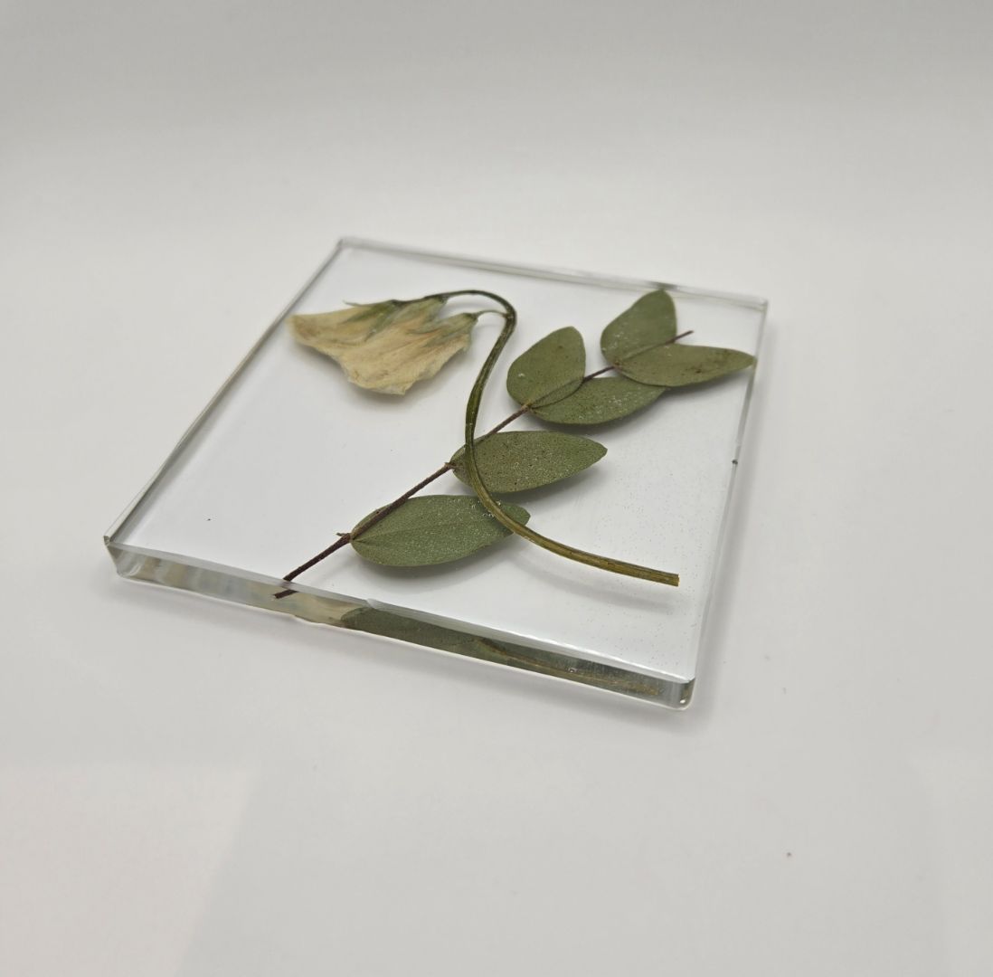 Sweet Pea with Eucalytus Circle Coaster Set