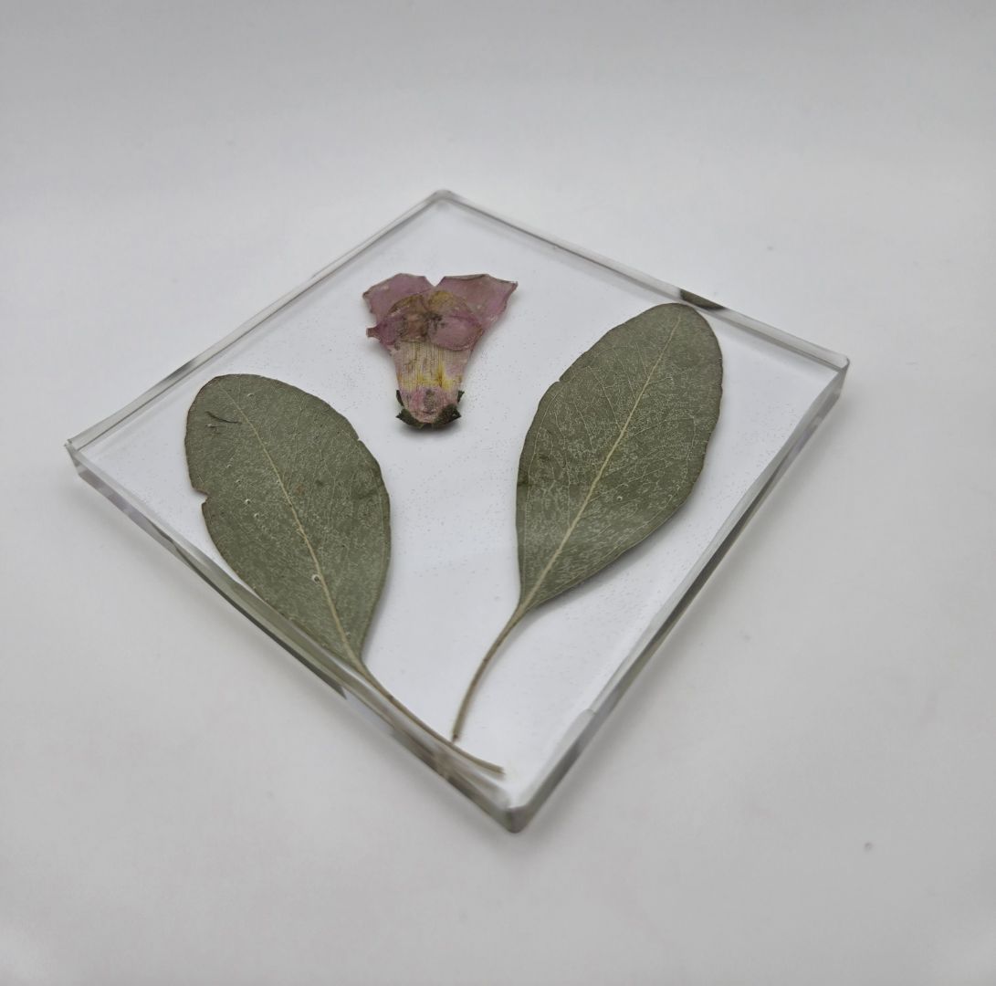 Snapdragon with Eucalyptus Square Coaster Set