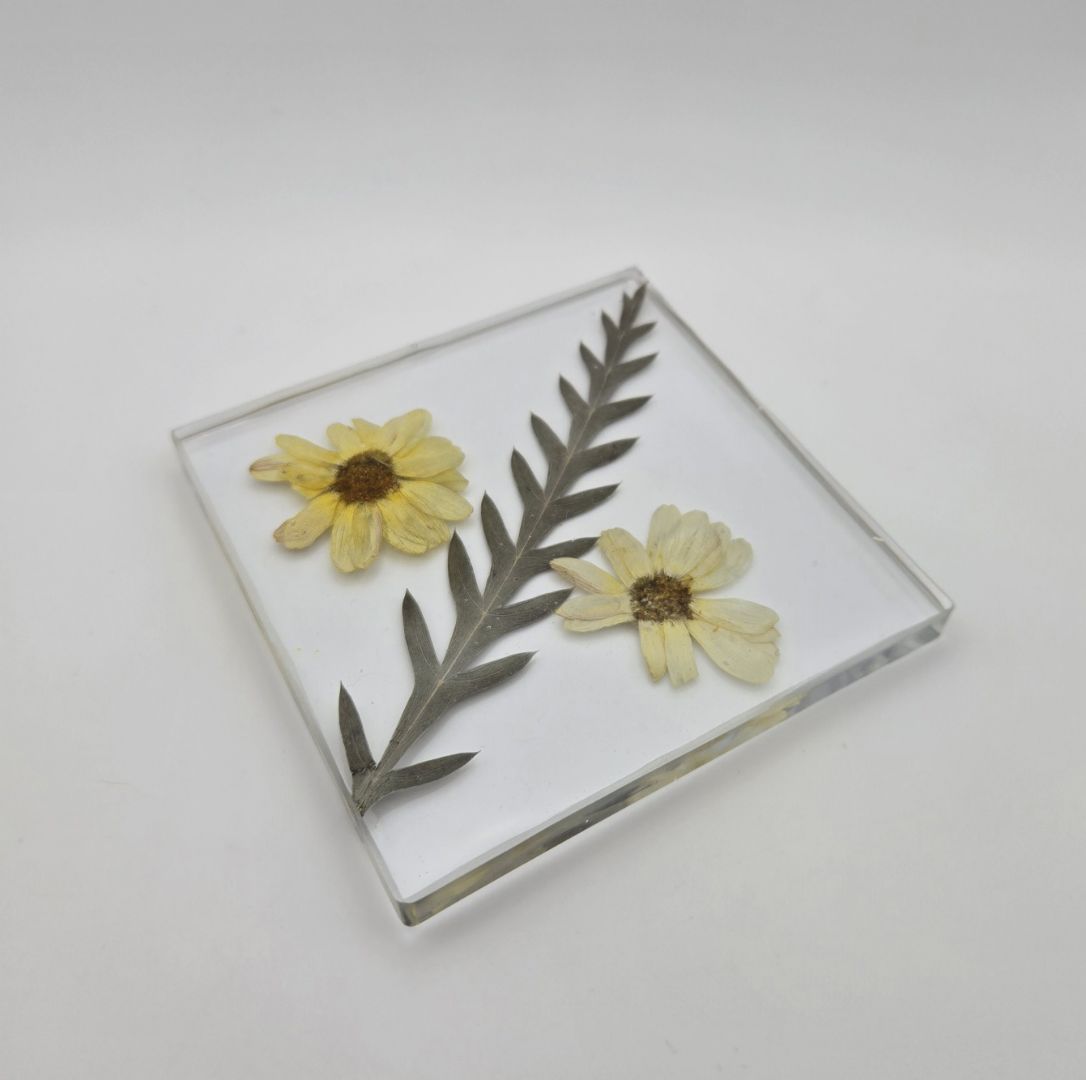 Yellow Creeping Zinnia Square Coaster Set