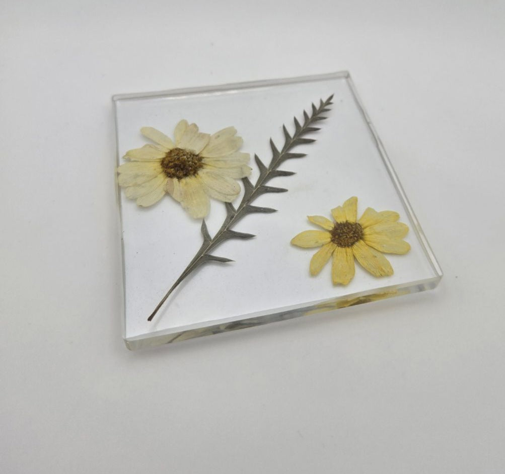 Yellow Creeping Zinnia Square Coaster Set