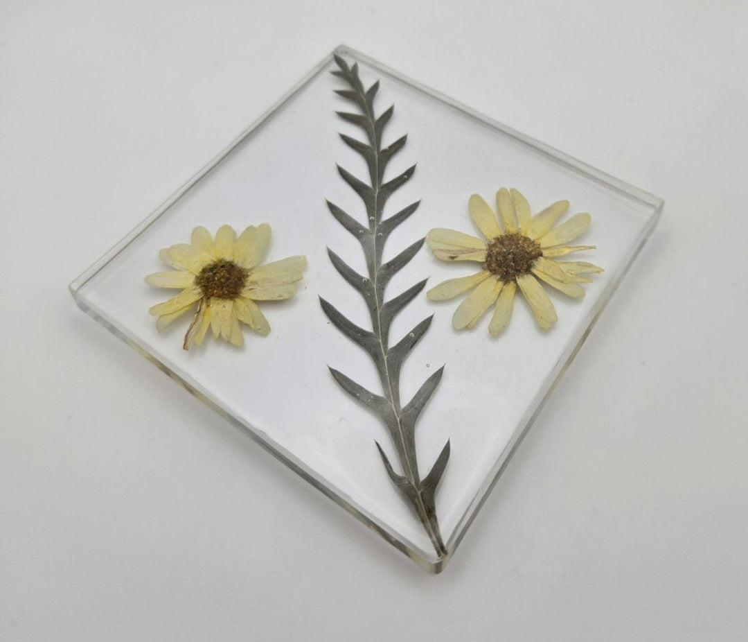 Yellow Creeping Zinnia Square Coaster Set